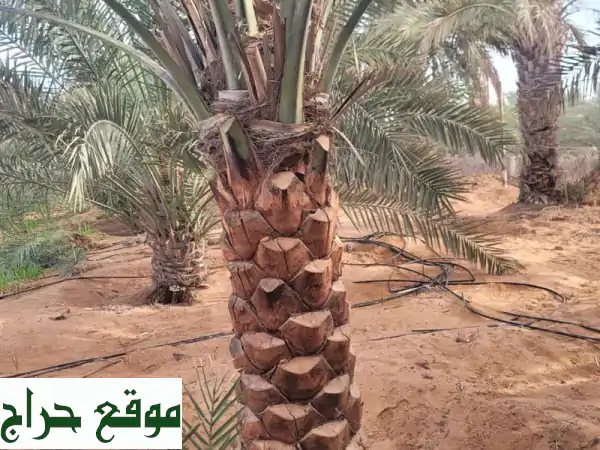 نخيل للبيع: أجود أنواع التمور (خلاص، مجدول، خنيزي)...