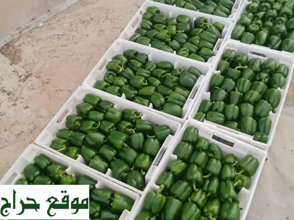 تذوق الطبيعة الأصيلة: فلفل مزارع المكي الطازج -...
