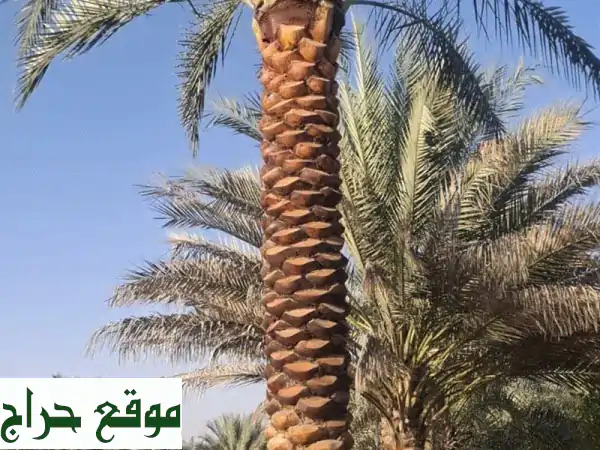 نخيل للبيع: أجود أنواع التمور (خلاص، مجدول، خنيزي) | استثمارك الزراعي الأمثل | حلول متكاملة