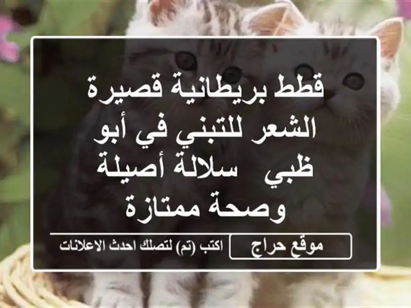 قطط بريطانية قصيرة الشعر للتبني في أبو ظبي -...