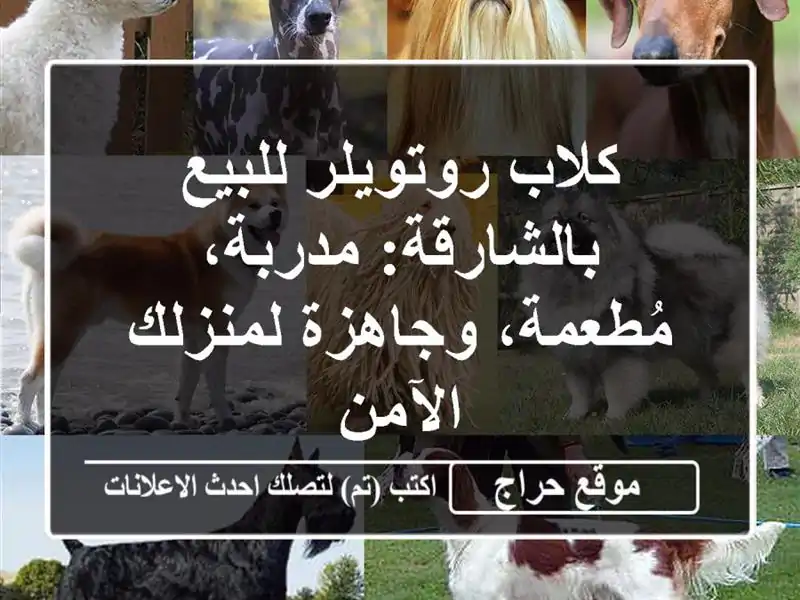 كلاب روتويلر للبيع بالشارقة: مدربة، مُطعمة،...