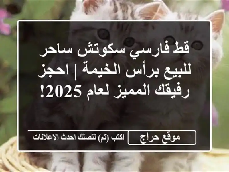 قط فارسي سكوتش ساحر للبيع برأس الخيمة | احجز...