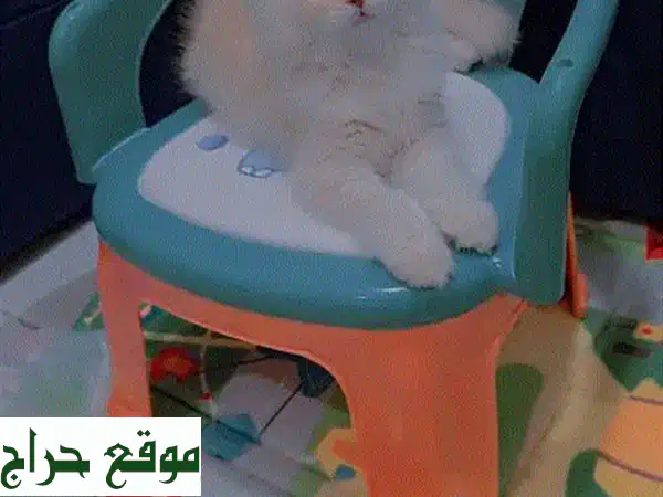 قط ذكر للبيع: رفيقك الأليف المدلل | مدرب ولعوب!