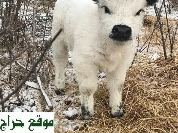 أبقار هايلاند مصغرة للبيع | امتلك أجمل المواشي...