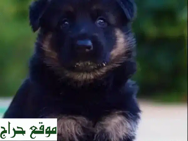 جرو جيرمن شيبرد ضخم ذكر للبيع | سلالة عرض أصيلة |...