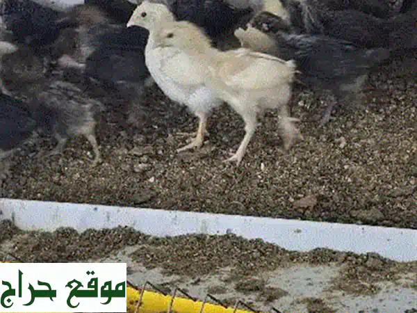 فروخ دجاج بحريني أصيل للبيع | عمر شهر | 3 حبات بـ 1 دينار!