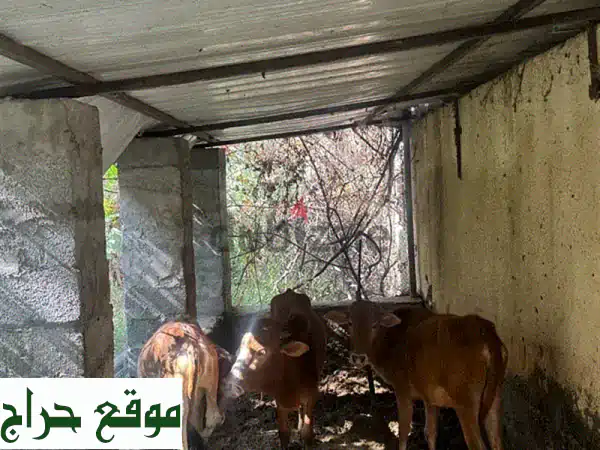 فرصة لا تعوض: عجول عمانية أصيلة للبيع! عجلان...