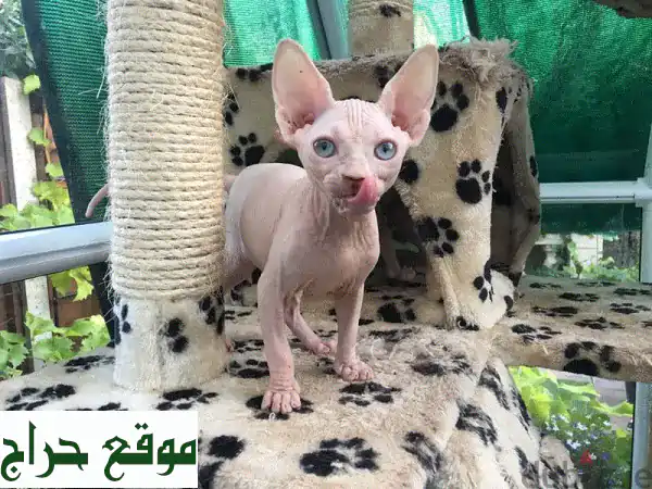 قطط سيفنكس (Sphynx) صحية للبيع: ذكور وإناث أصيلة...