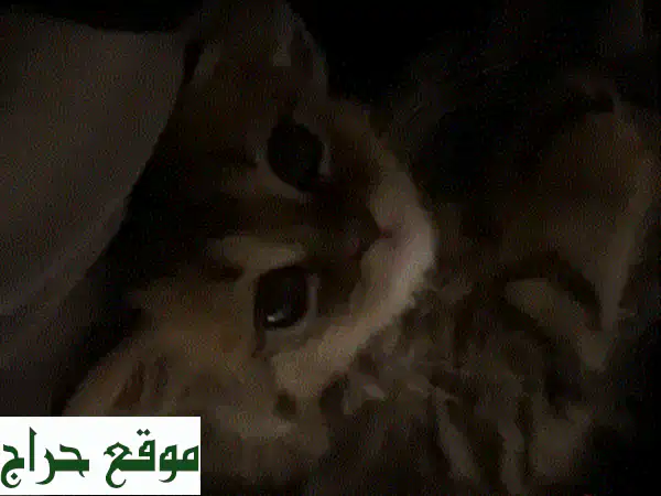 قطة تابي كيوت للبيع في البديع | رفيقك المثالي ذو...
