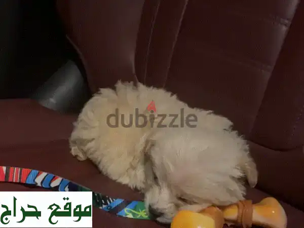 جرو مالطي للبيع: رفيق مدلل وصحي مع مستلزمات كاملة | فرصة ذهبية!