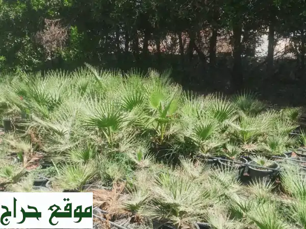 🌴 نخيل واشنطن للبيع 🌴 | طول 50-80 سم بسعر 20 درهم فقط! | فرصة ذهبية لمشروعك