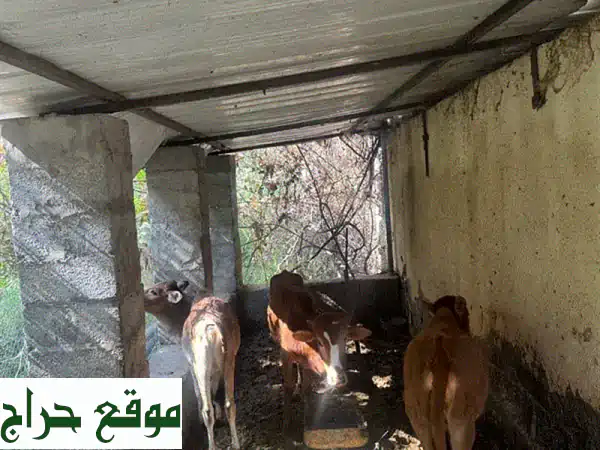 فرصة لا تعوض: عجول عمانية أصيلة للبيع! عجلان بصحة ممتازة وسعر مغرٍ قابل للتفاوض.