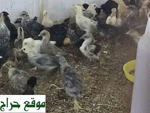 فروخ دجاج بحريني أصيل للبيع | عمر شهر | 3 حبات بـ 1 دينار!