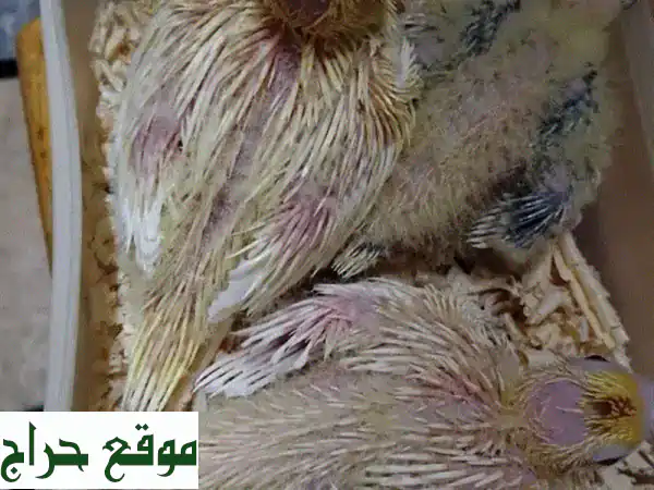 فروخ كروان للبيع: لاتينو وأصفر مرقوع | طيور أليفة...