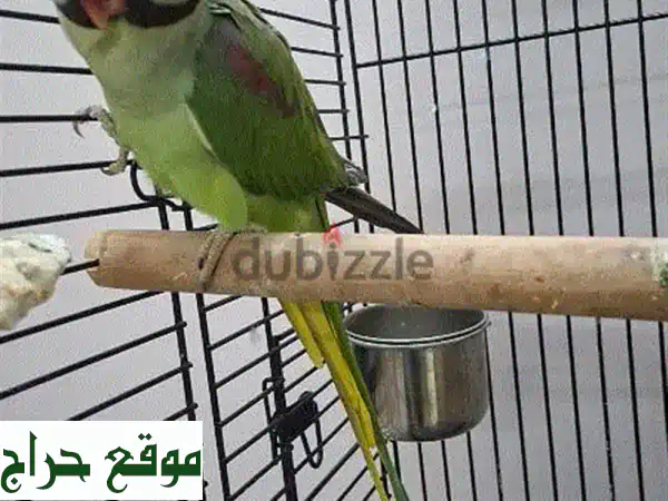 زوج ببغاء للبيع: أنثى درة هندية وذكر ببغاء إسكندراني...