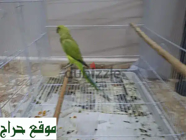 زوج ببغاء للبيع: أنثى درة هندية وذكر ببغاء إسكندراني - جاهز للإنتاج وصحة ممتازة!