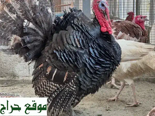 ديك رومي فاخر للبيع: صحة ممتازة ووزن مثالي | جاهز الآن!