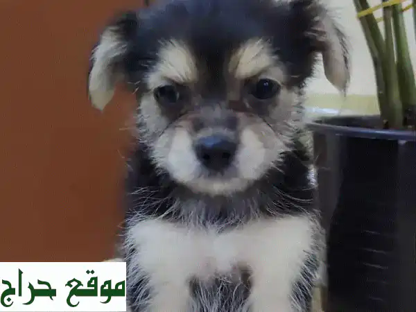 أجمل جراء تيرير كيوت للبيع | عمر شهرين و 3 أشهر |...