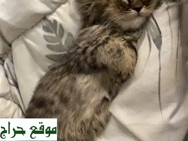 قطة تابي كيوت للبيع في البديع | رفيقك المثالي ذو الشعر الطويل | مع جميع مستلزماته