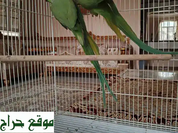 فرصة ذهبية: زوج درة متوالف 100% وجاهز للإنتاج |...