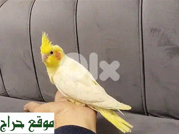 فروخ كروان للبيع: لاتينو وأصفر مرقوع | طيور أليفة بصحة ممتازة!