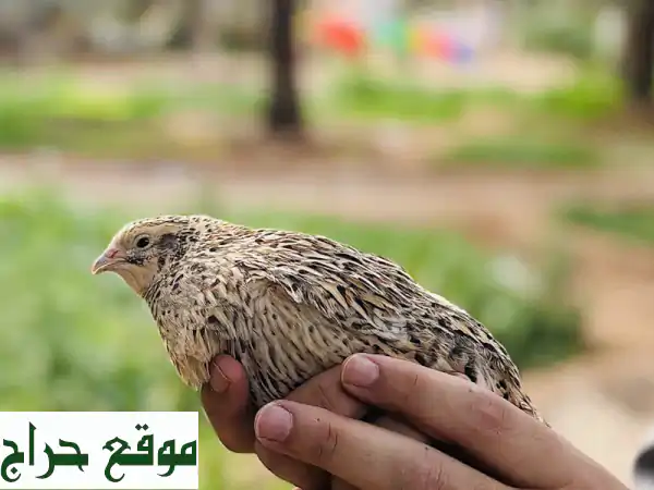 سمان للبيع: صحي 100% ومحصن من مزرعة هيت | سارع فالكمية محدودة!