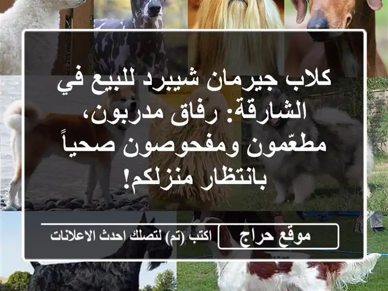 كلاب جيرمان شيبرد للبيع في الشارقة: رفاق...