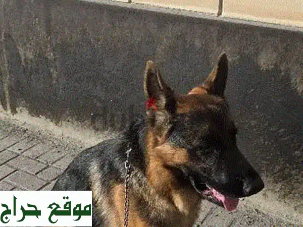 جراوي جيرمن شيبرد لونق هير للبيع: نقية وأعلى المستويات | رفيقك المثالي!