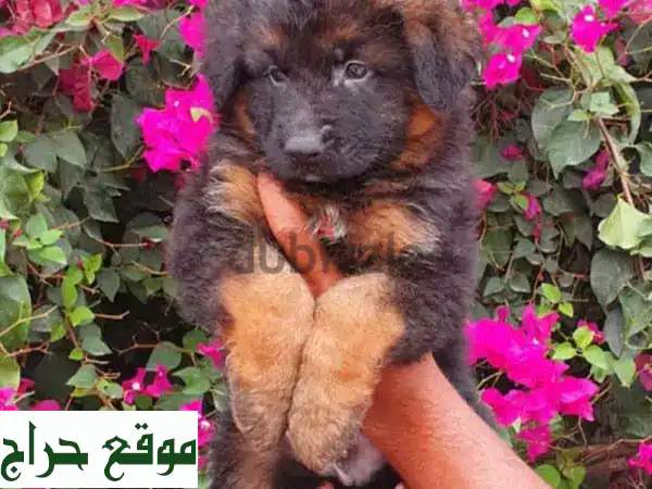 جراوي جيرمن شيبرد لونق هير للبيع: نقية وأعلى...