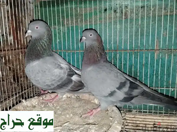 فرصة لا تعوض: حمام باكستاني أصيل للبيع! أزواج...