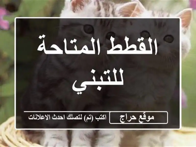 القطط المتاحة للتبني