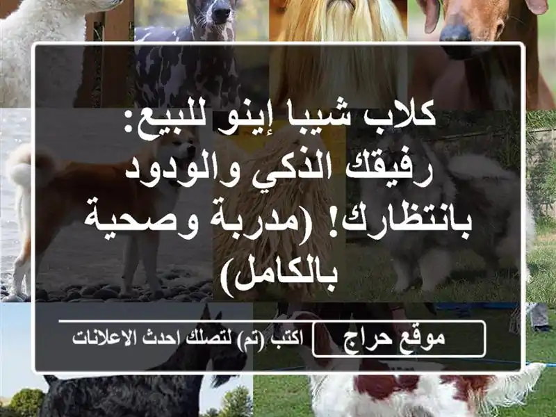 كلاب شيبا إينو للبيع: رفيقك الذكي والودود...