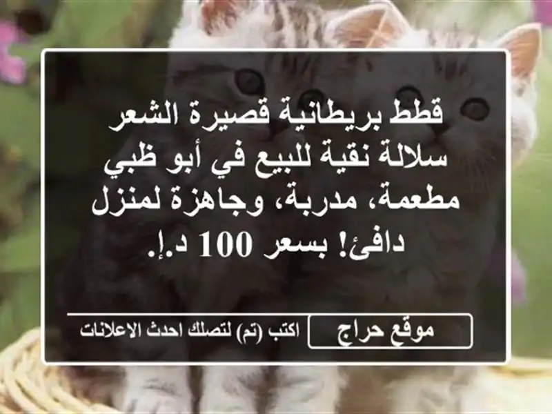 قطط بريطانية قصيرة الشعر سلالة نقية للبيع في أبو ظبي...