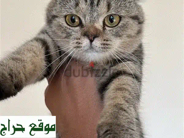 🐾 قطط سكوتش فولد و ستريت للبيع: رفقاء أحلامك...