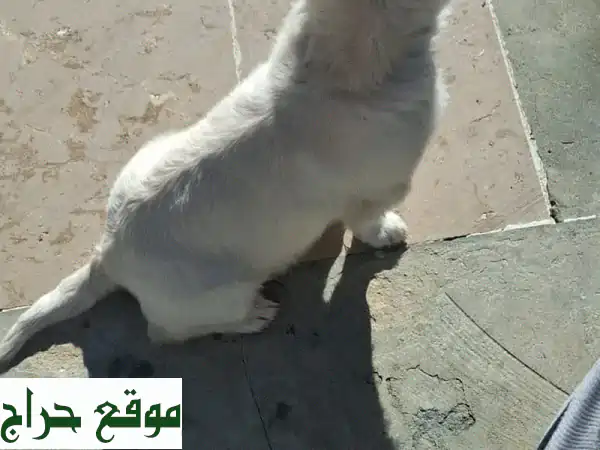 كلب للبيع Loulou: جرو أبيض صغير ساحر ومدرب - مثالي للعائلة والأطفال!
