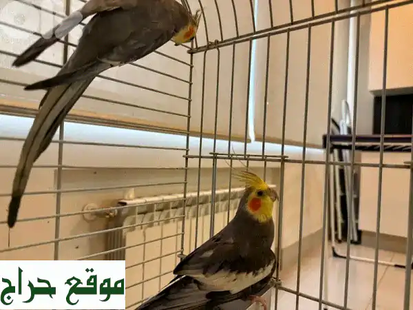 فرصة ذهبية: ذكري كروان أشقاء (تربية منزلية، صحة مثالية، يبحثان عن منزل محب)