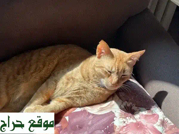 pets Sitting  جليسة حيوانات