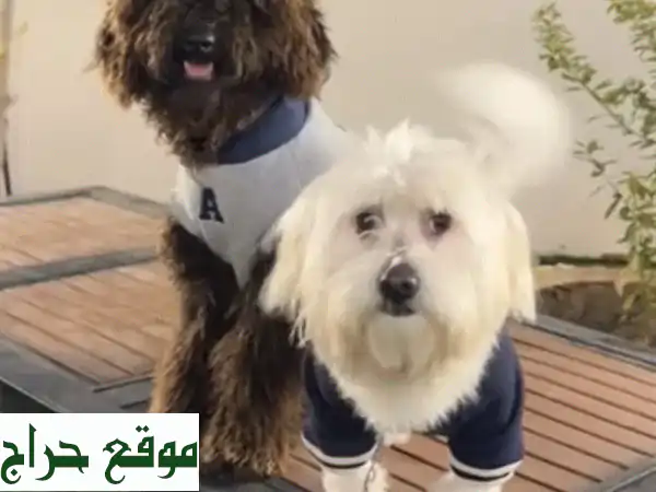 متوفر كلبين للبيع بسعر مغري ماخدين طعومهم...