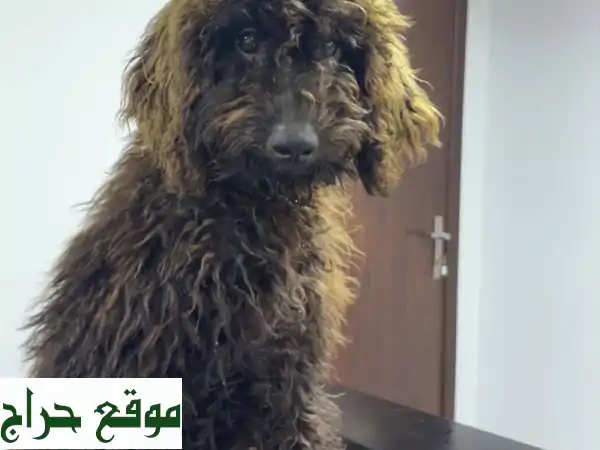 متوفر كلبين للبيع بسعر مغري ماخدين طعومهم ومعاهم جوازاتهم ومدربين