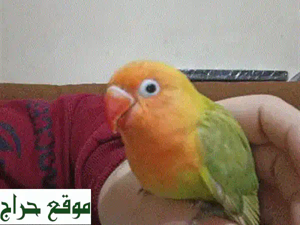 فرصة ذهبية بطرابلس: جوز كناري جاهزين للبيض والإنتاج الفوري! 🐦✨