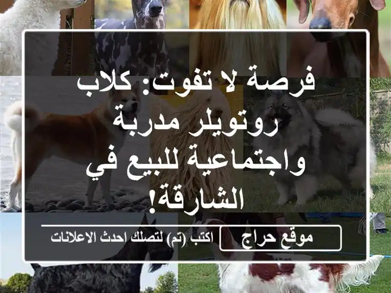 فرصة لا تفوت: كلاب روتويلر مدربة واجتماعية للبيع...