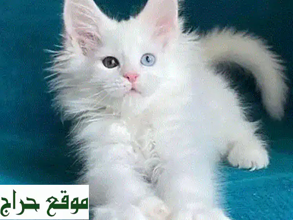 قطط مين كون مستوردة للبيع 🐾 شهرين | مدربة ومطعمة | رفيقك الذكي واللعوب