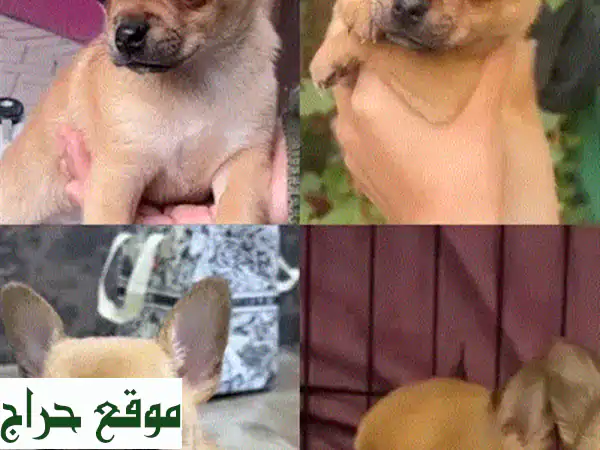 جرو شيواوا صغير للبيع: رفيقك المثالي بحجم الجيب!...