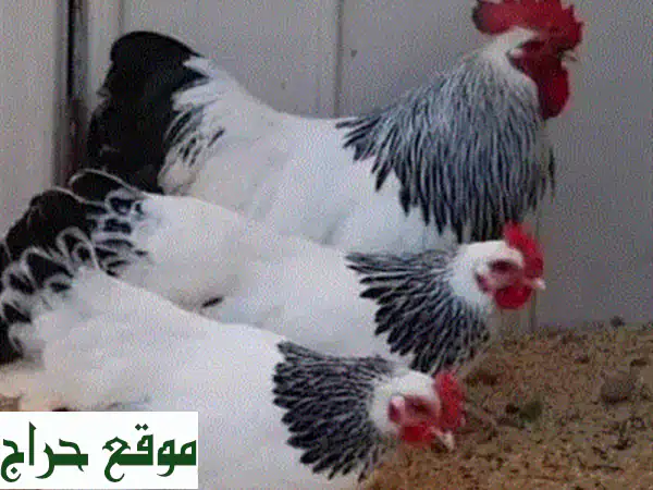 امتلك حيوانك الأليف بأفضل سعر! | عروض حصرية للحيوانات والطيور