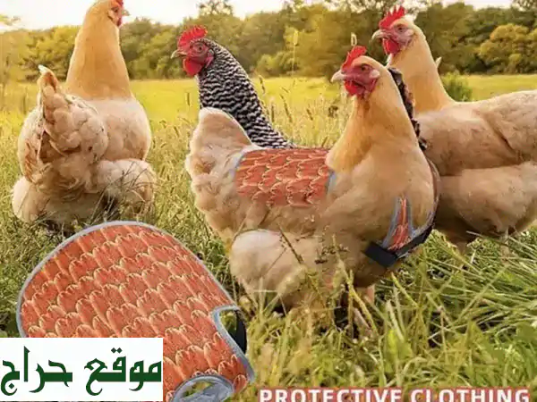 انطلق بمشروعك الصغير: فقاسة دجاج 5 بيضات وسترة حماية طيورك بأقل الأسعار!
