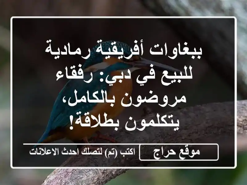 ببغاوات أفريقية رمادية للبيع في دبي: رفقاء...