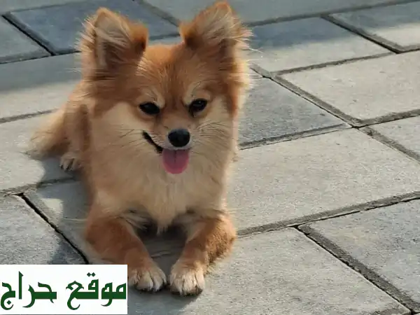 رفيقك المثالي بانتظارك! حيوانات أليفة فاخرة بجواز سفرها وطعومها الكاملة | عروض حصرية للتبني!