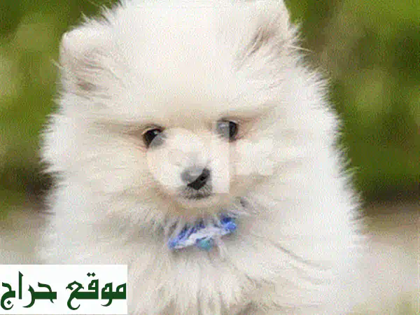 جرو بوميرانيان أسود مستورد للبيع | رفيقك المثالي: مدرب، مطعم، ومناسب للعائلة! توصيل متاح.