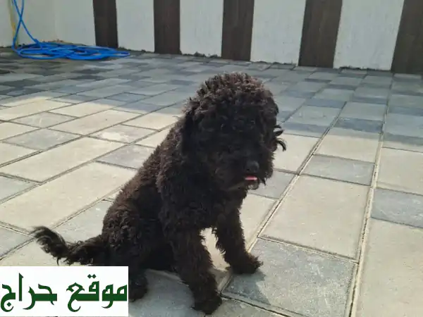 رفيقك المثالي بانتظارك! حيوانات أليفة فاخرة...