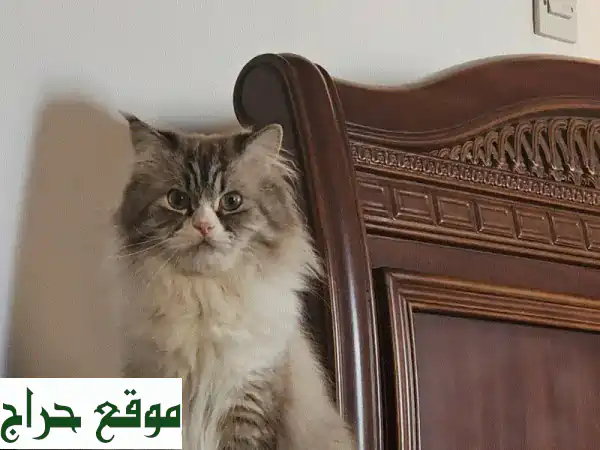 فرصة ذهبية: تبنى قط ذكر ودود ومحب للأطفال...